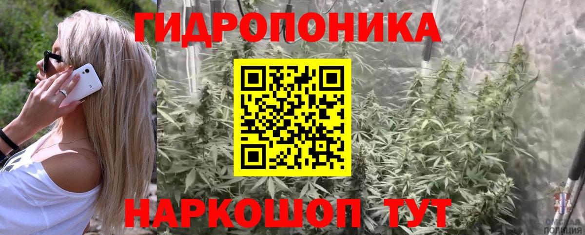 Конопля гибрид Семилуки